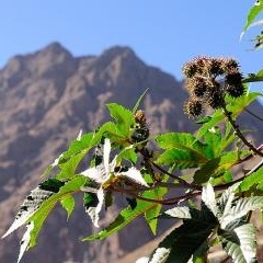 Cape Verde - Fogo vulkāns — PAS-0168