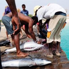 Cape Verde - dzīve pie okeāna — PAS-0228