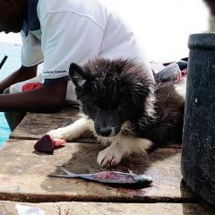 Cape Verde - dzīve pie okeāna — PAS-0195