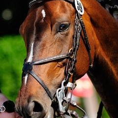 FEI World Cup — SPO-0211