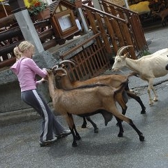 Francija - Morzine — CEL-0131